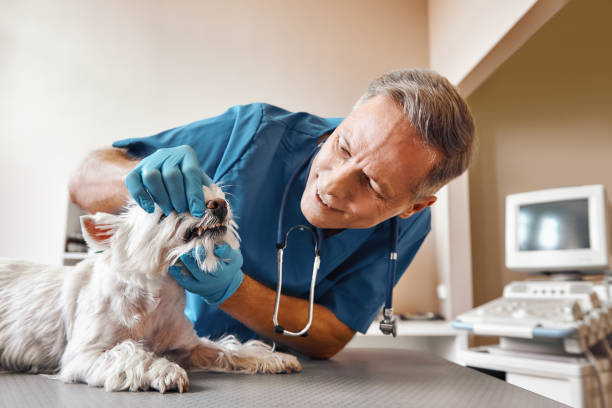 Best After-Hours Emergency Dentist in Polo, IL